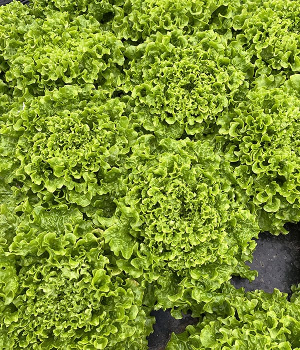Liventia (E01A.31566)